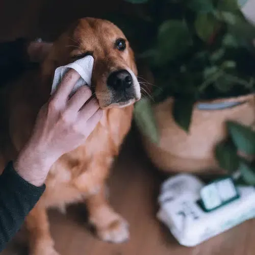 Beco - Bamboo Dog Wipes- Unscented