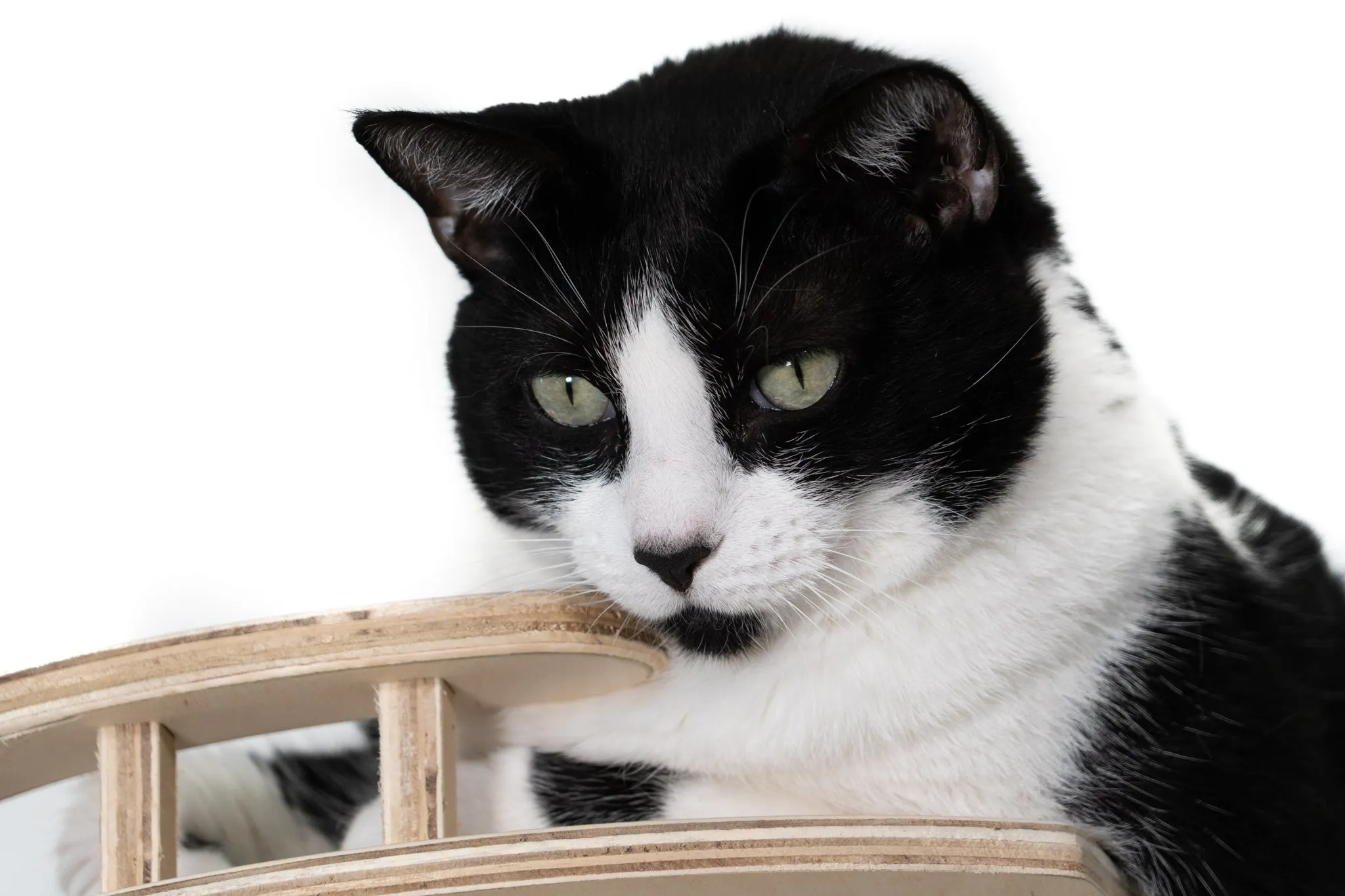 Three-Level Wall Mounted Activity Cat Tree - NEW!!!